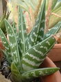 Aloe Variegata
